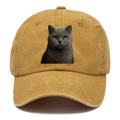 british shorthair dignified charm Hat