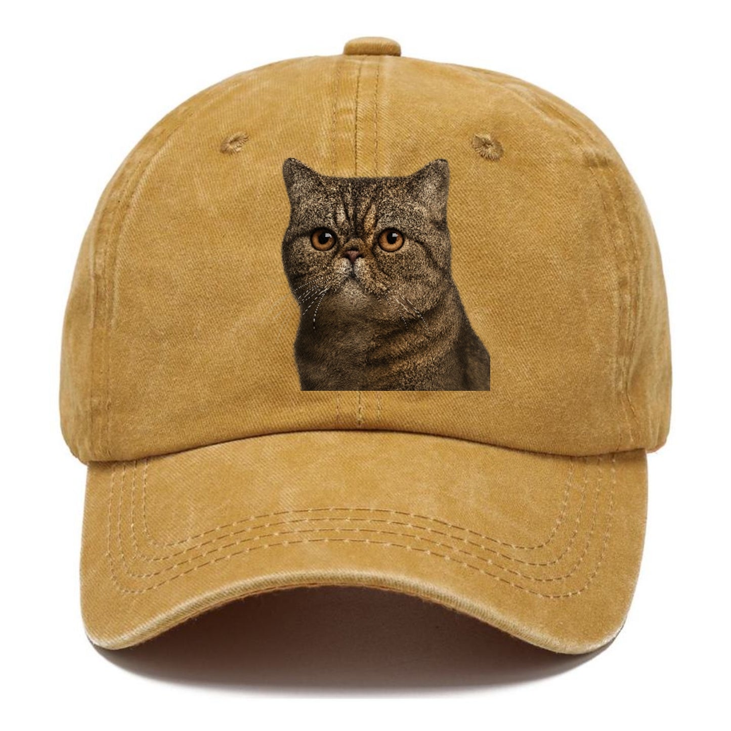 exotic-shorthair-calm-demeanor Hat