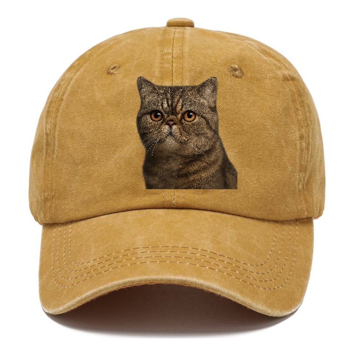 exotic-shorthair-calm-demeanor Hat