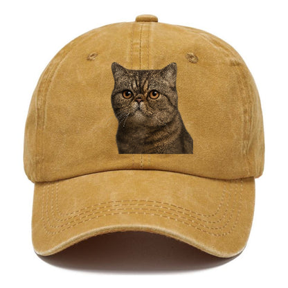 exotic-shorthair-calm-demeanor Hat